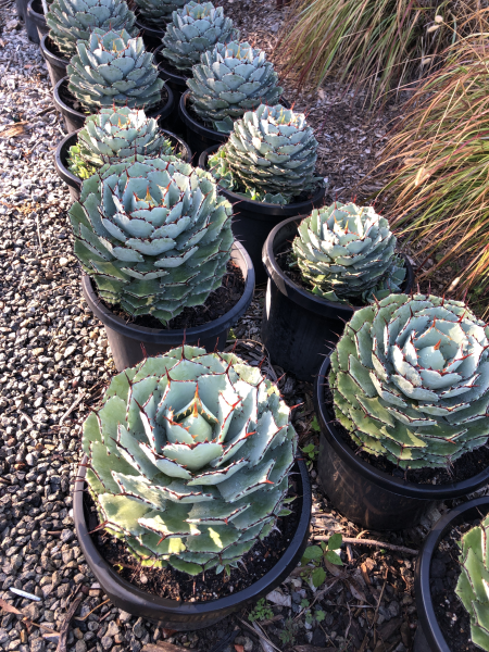Agave Potatorum (Butterfly Agave)