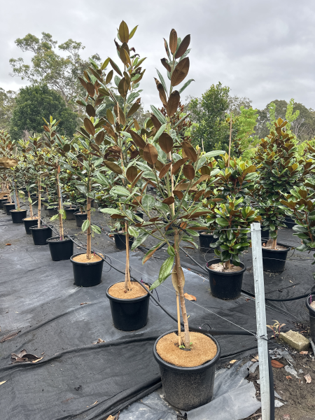 Magnolia Grandiflora ‘Exmouth’