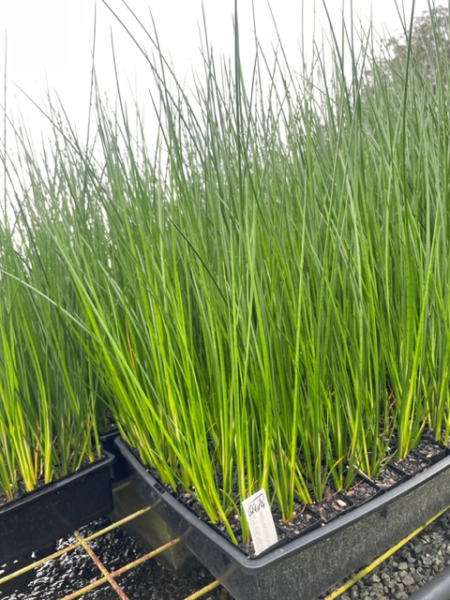 Baumea Articulata 'Jointed Twig Rush'