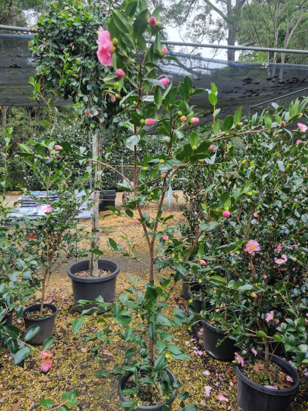 Camellia sasanqua ‘Egao’