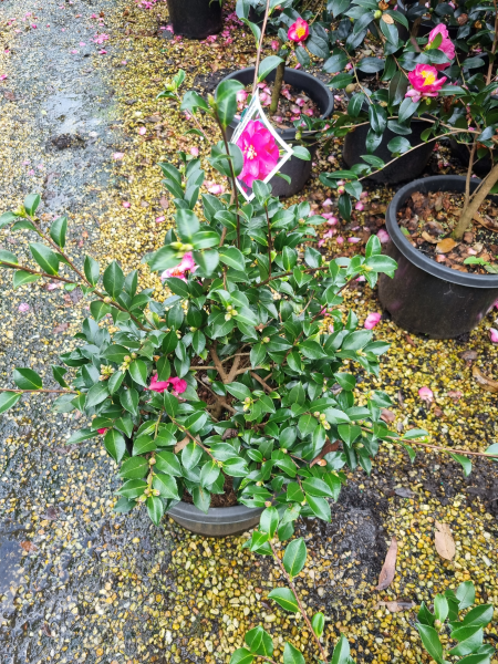 Camellia sasanqua Dwarf Shishi