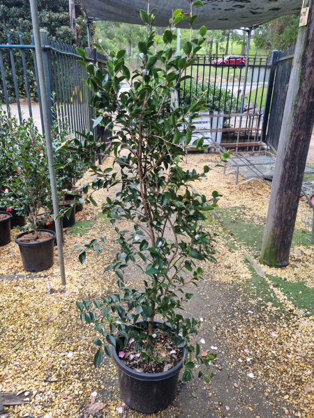 Camellia Sasanqua 'Pure Silk' (Pure Silk Camellia)