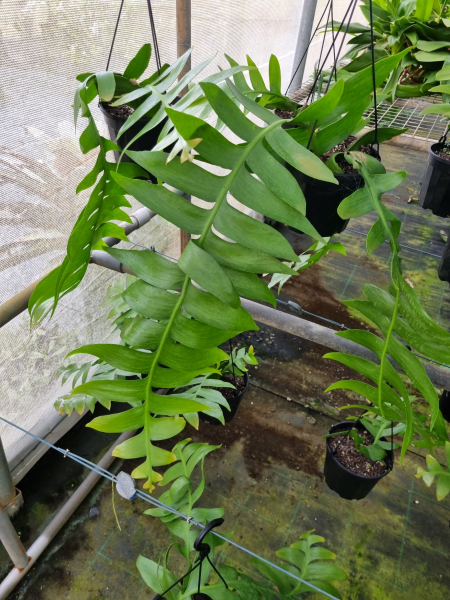 Selenicereus Chrysocardium (Golden Moon Cactus)