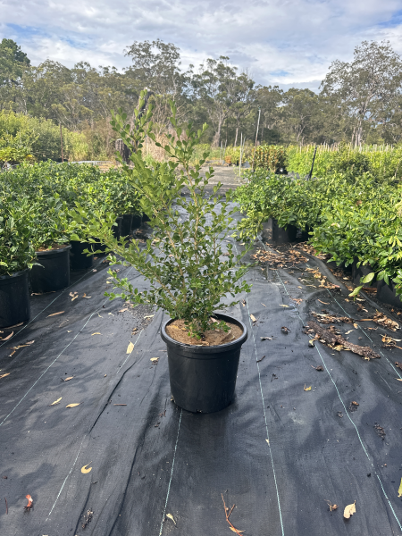 Buxus Microphylla Japonica (Japanese Box)