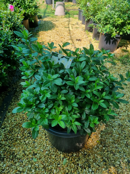 Rhododendron indicum (White Bouquet Azalea)