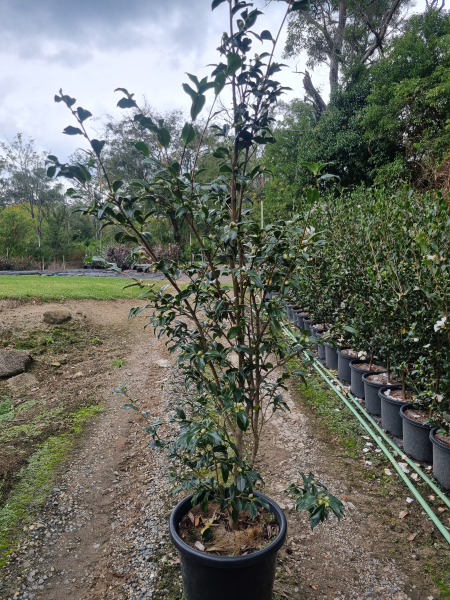 Camellia sasanqua ‘Star Above Star’