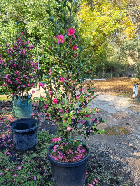 Camellia Hiemalis 'Hiryu' (Sasanqua Camellia)
