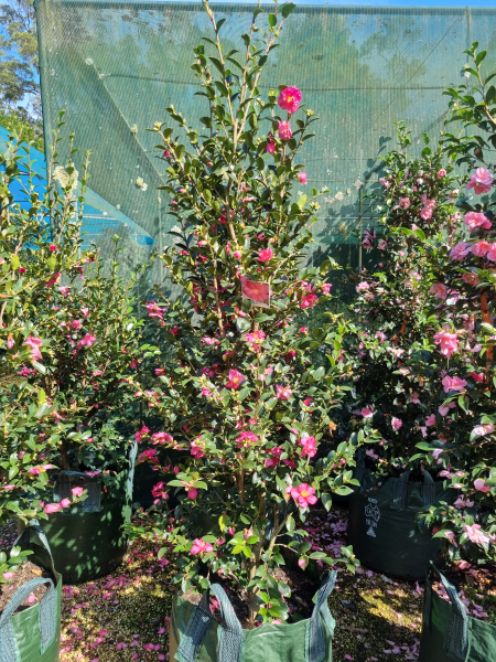 Camellia Hiemalis ‘Hiryu’ (Hiryu Sasanqua Camellia)