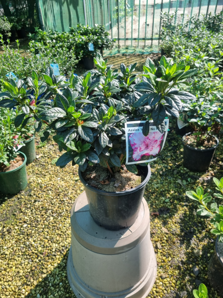 Rhododendron tsutsusi (Hana No Hibiki Azalea)