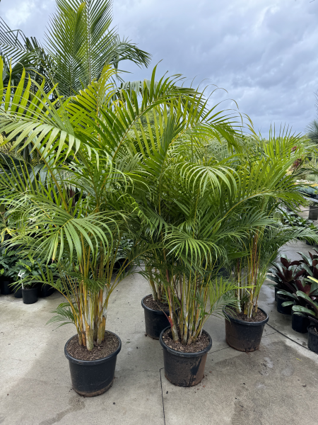 Dypsis Lutescens (Golden Cane Palms)