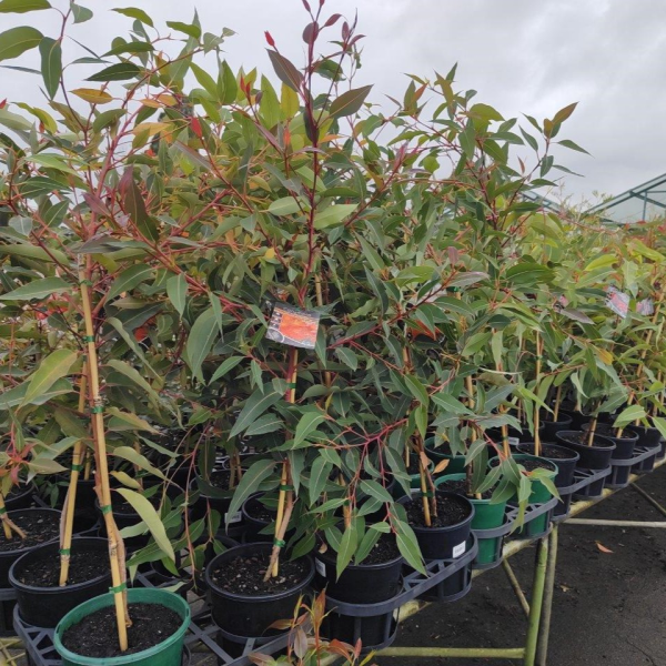 Corymbia Ficifolia (Dwarf Orange Flowering Gum) Grafted