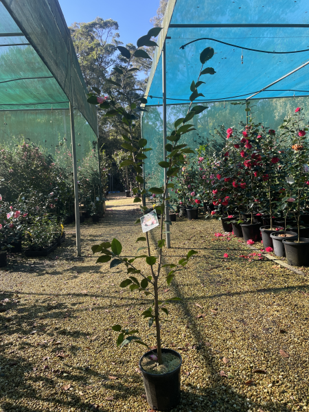 Camellia ‘High Fragrance’