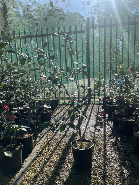 Camellia Japonica ‘Black Magic’