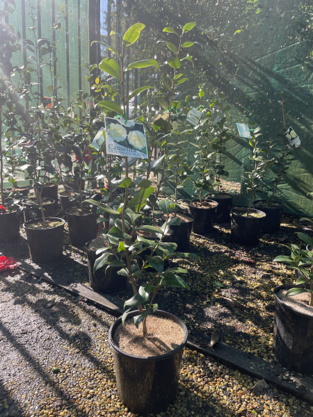 Camellia Japonica ‘Brushfields Yellow’
