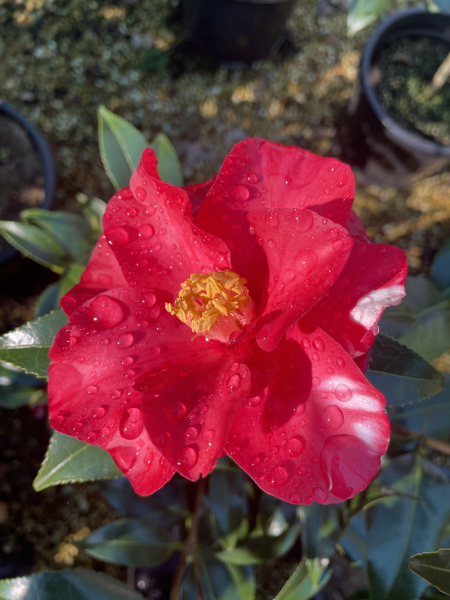 Camellia japonica ‘Courtesan’
