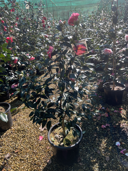 Camellia japonica ‘Coral Delight’