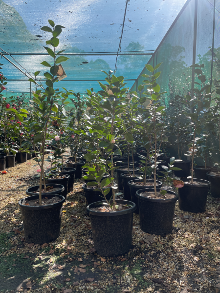 Camellia japonica Desire