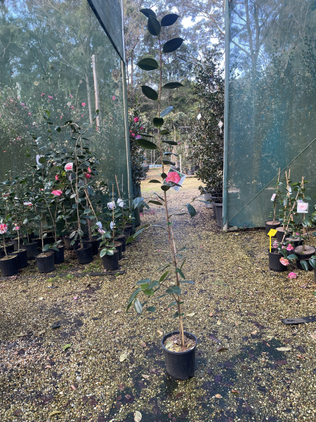 Camellia japonica ‘Drama Girl’
