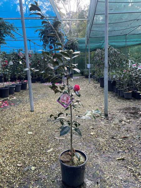 Camellia Japonica ‘Elegans’