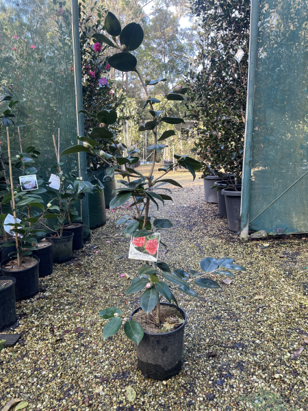 Camellia Japonica 'Great Eastern'
