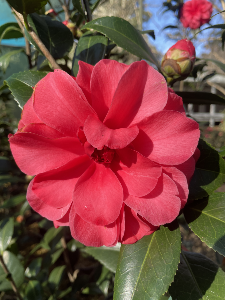 Camellia Japonica 'L.T. Dees' (Red Japonica Camellia)
