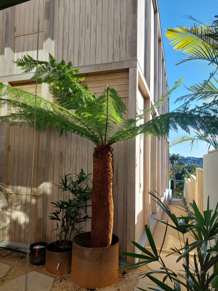 Dicksonia Antarctica (Soft Tree Fern)