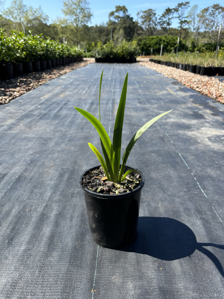Dietes Iridioides (African Iris)
