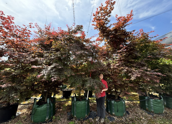 Acer Palmatum 'Atropurpureum' (upright)