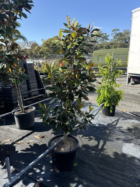 Magnolia Grandiflora 'Little Gem'