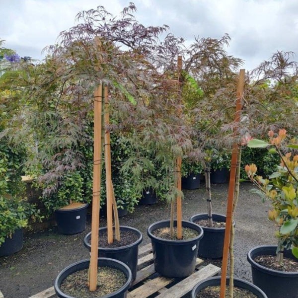 Acer Palmatum 'Atropurpureum' (upright)