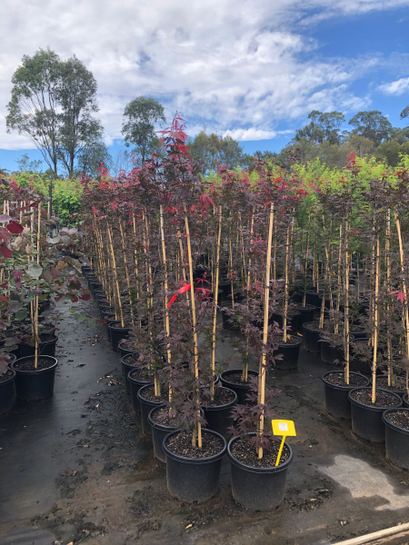 Acer Palmatum 'Atropurpureum' (upright)