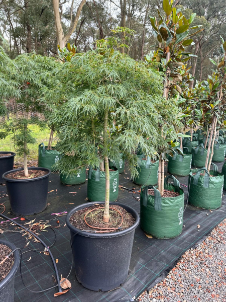 Acer Palmatum 'Viridis' (weeping)