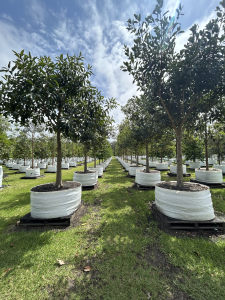 Ficus Rubiginosa (Port Jackson Fig)