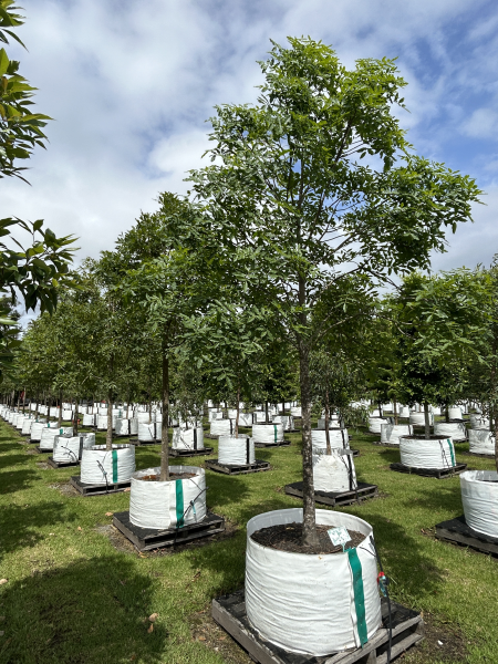 Flindersia Australis (Crows Ash)