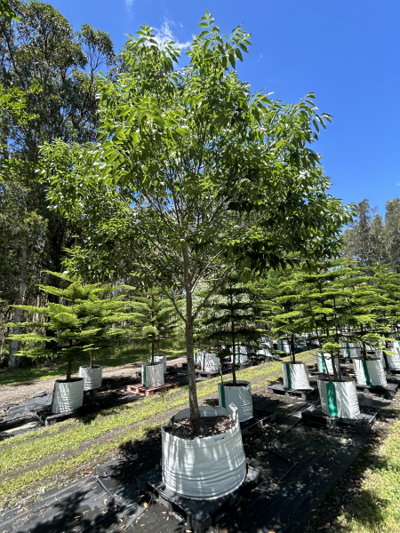Fraxinus Pennsylvanica 'Urbanite' (Urbanite Ash)