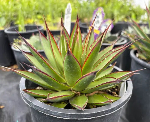 evergreen succulents Agave 'Green Glow' – Compact Evergreen Succulent