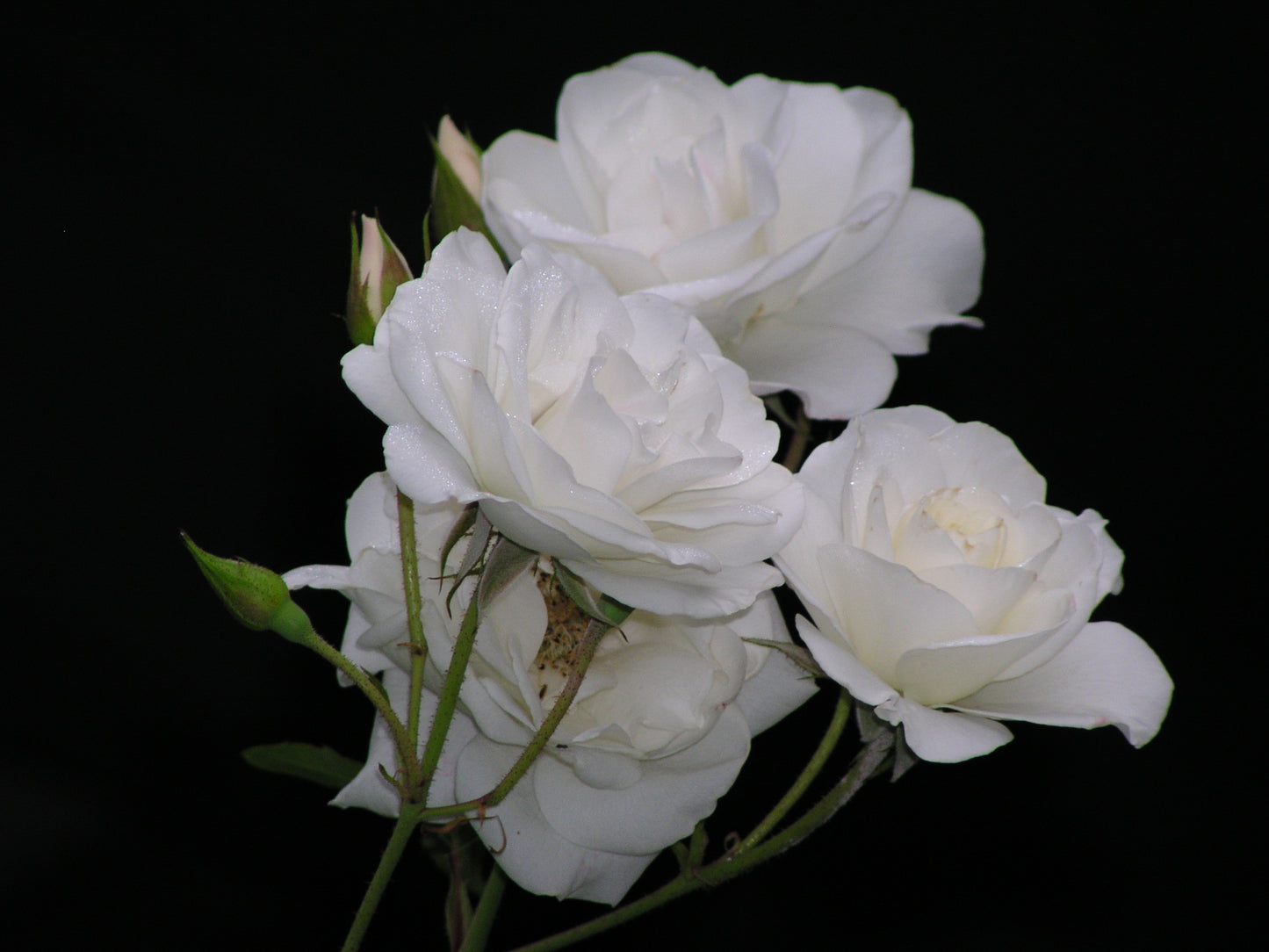 Rosa Iceberg (Floribunda Rose)