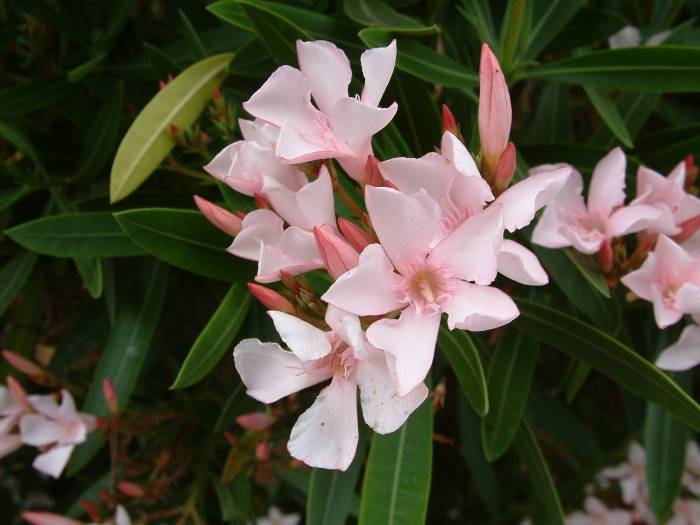 Nerium oleander 'Mrs Roeding' (Mrs Roeding Oleander)