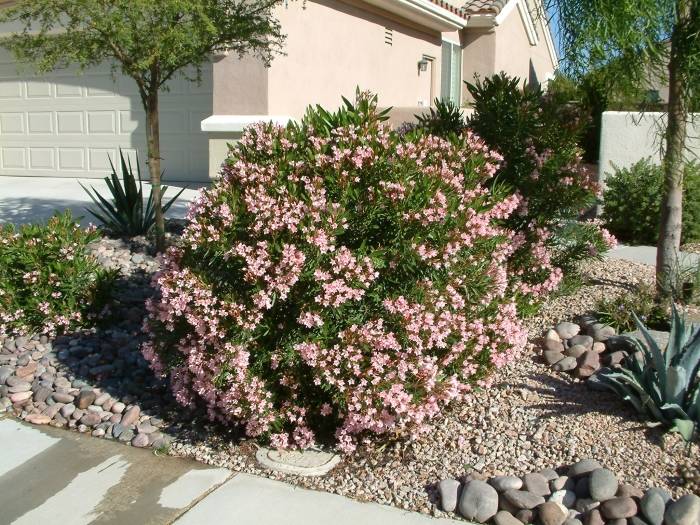 Nerium oleander 'Mrs Roeding' (Mrs Roeding Oleander)