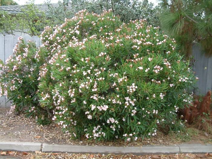 Nerium oleander 'Mrs Roeding' (Mrs Roeding Oleander)