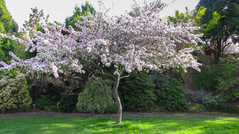 Malus Ioensis ‘Plena’ (Bechtel Crab Apple)