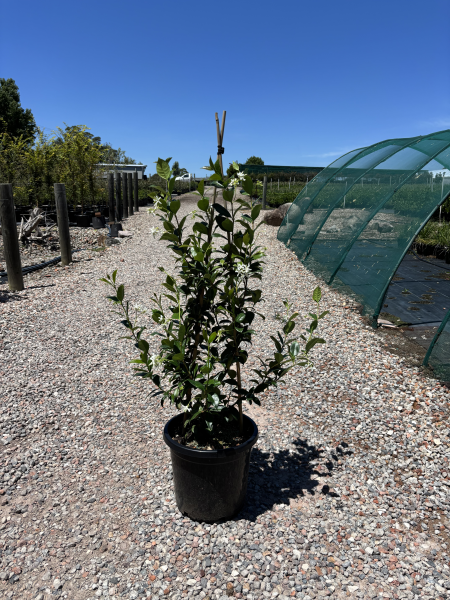 Trachelospermum Jasminoides (Star Jasmine)