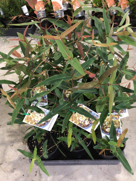 Angophora Costata (Smooth-Barked Apple)
