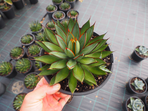 Agave 'Burnt Burgundy'
