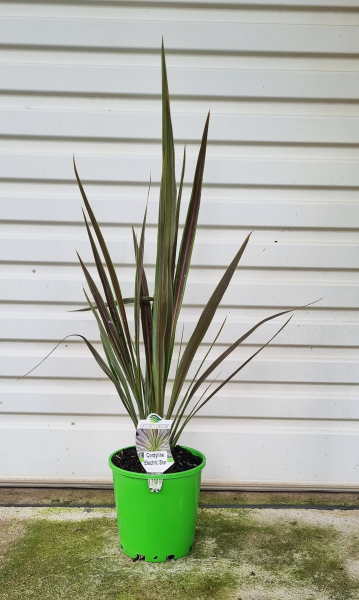 Cordyline Banksii ‘Electric Star’™ ‘Sprilecstar’
