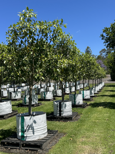 Ficus Rubiginosa (Port Jackson Fig)