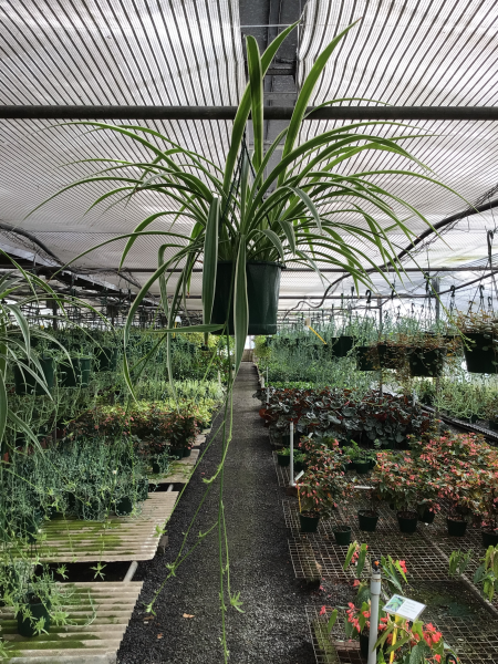 Chlorophytum Comosum 'Hanging Basket'