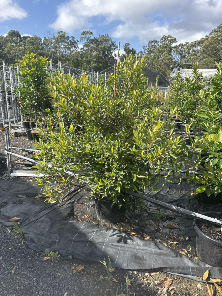 Elaeocarpus Reticulatus White (Blueberry Ash White)