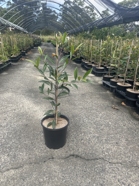 Elaeocarpus Reticulatus White (Blueberry Ash White)