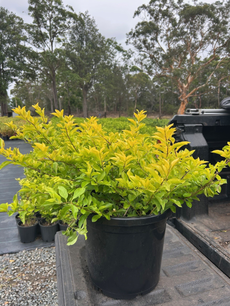 Duranta Erecta 'Sheenas Gold' (Sheenas Gold)